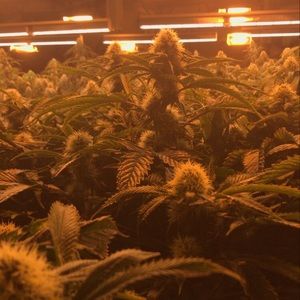 Meet your Posher, Seth